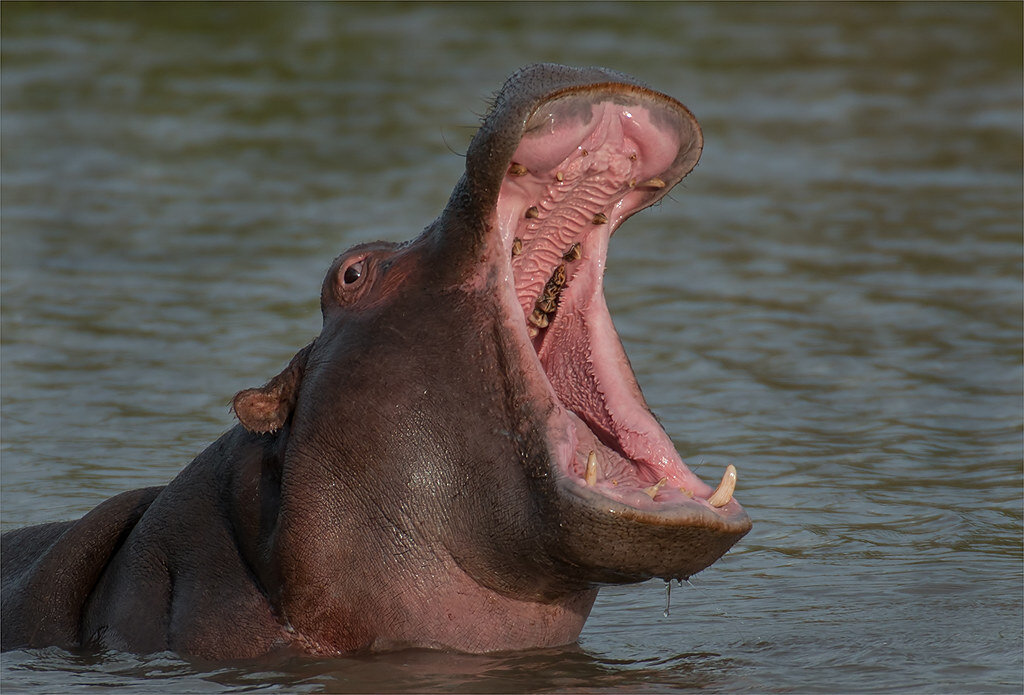 Фото из открытых источников, автор: Paul John Lees 