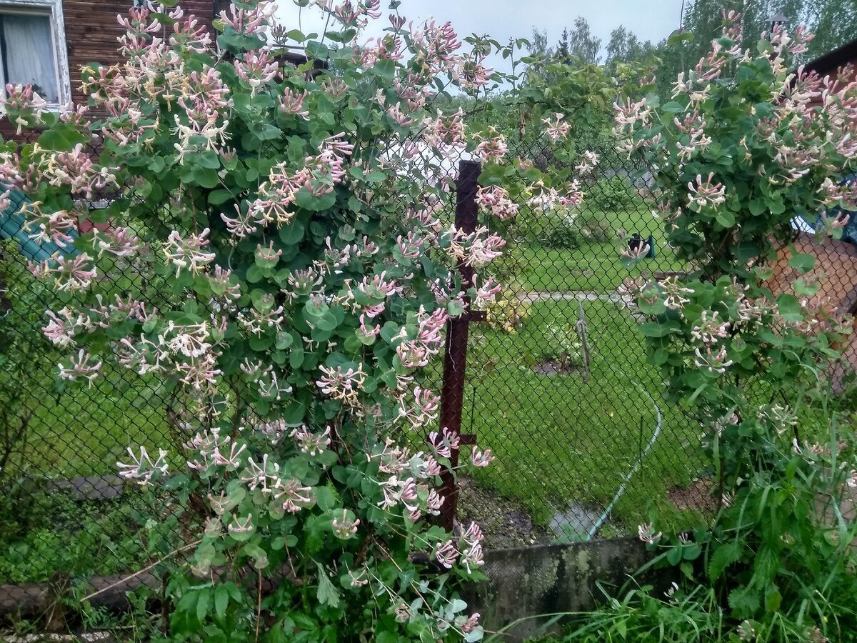 Жимолость каприфоль Живая изгородь