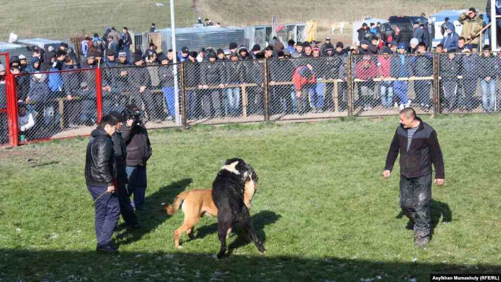 По мнению казахстанских кинологов, на сегодняшний день порода тобет (казахский волкодав) практически утеряна. Под классические описания породы подходят буквально единицы собак. По словам главного кинолога «Кансонара» Инны Назаренко, казахстанские ученые стараются регулярно выезжать в экспедиции, чтобы прояснить ситуацию с состоянием тобетов в регионах.