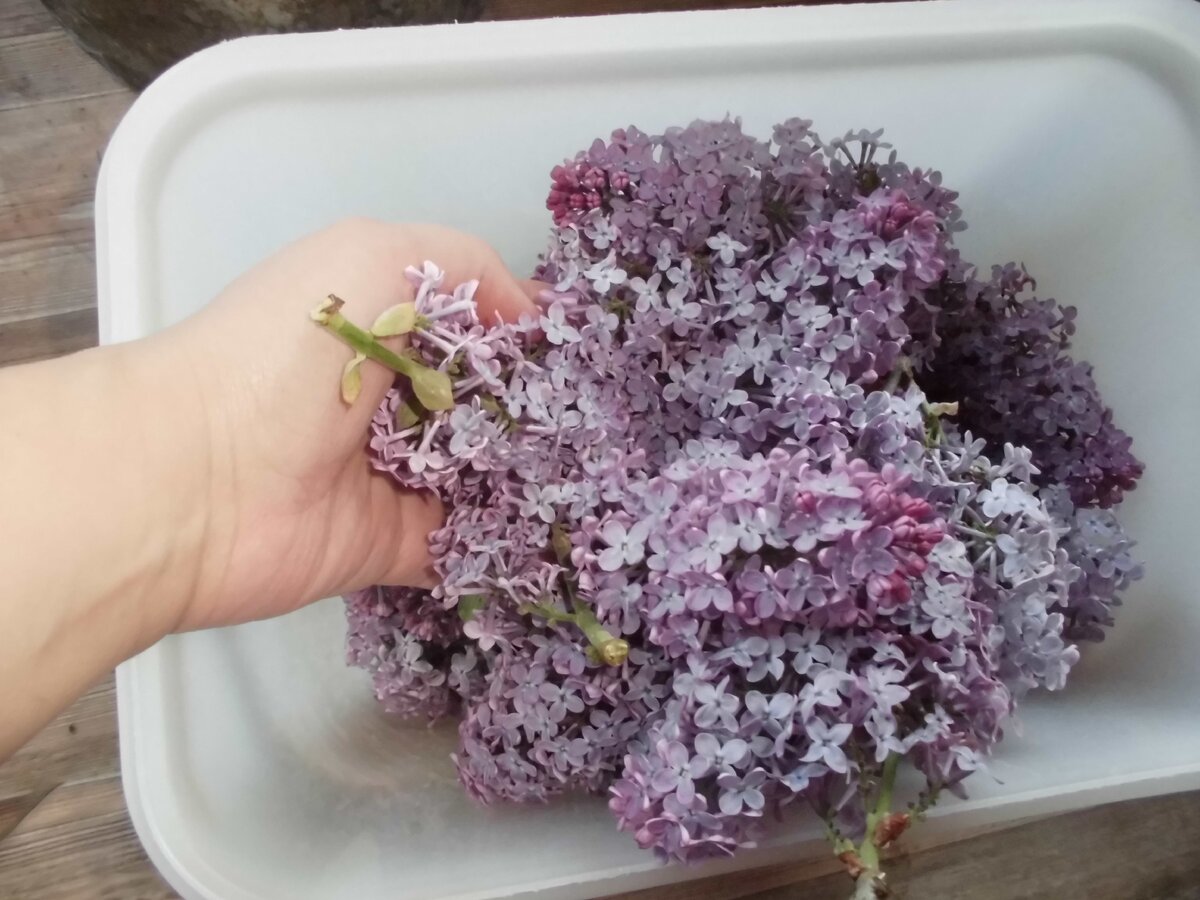 Набрала цветков сирени для настойки. Фото автора.