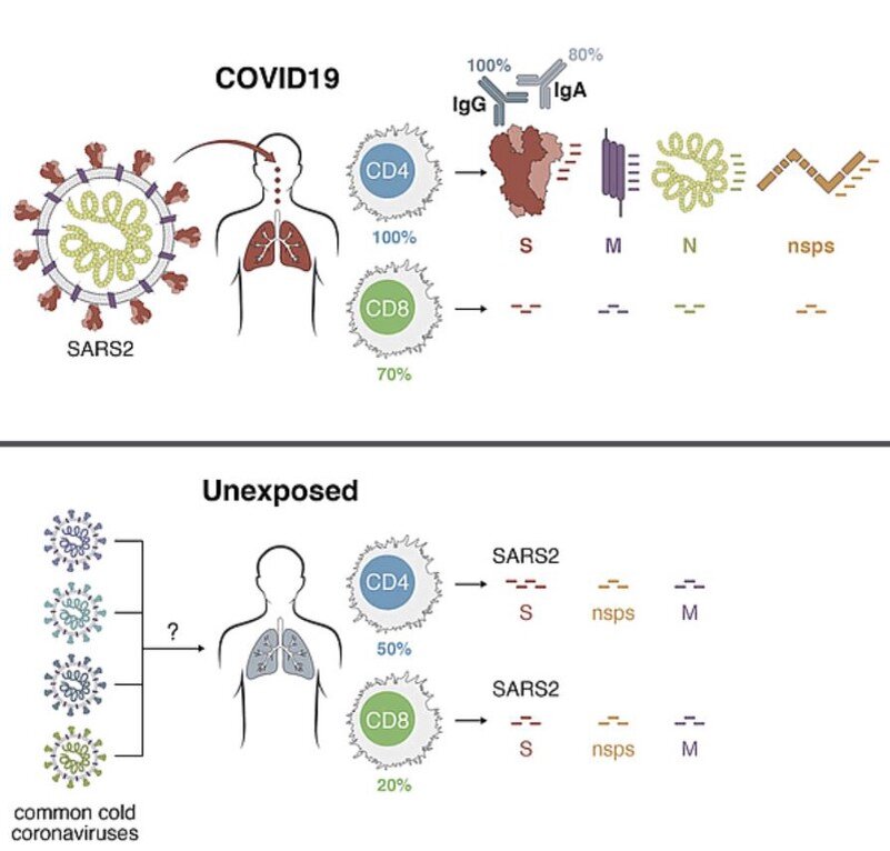 Схема 3го типа иммунитета. Источник: https://bit.ly/3hsUJhB