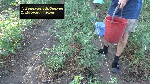 Дрожжи для подкормки перцев и баклажан рецепт