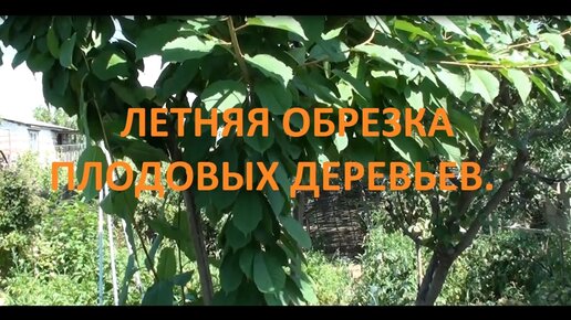 Летняя обрезка плодовых деревьев.