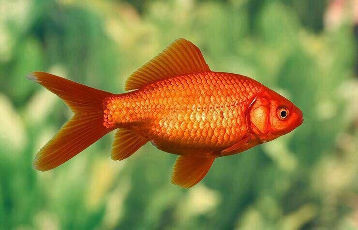 Аквариум с золотыми рыбками лучше ставить вблизи солнечного окна: без достаточного освещения яркая окраска рыбок тускнеет.