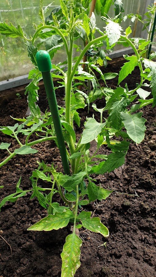 Фото автора Алесад. До подкрмки Борной кислотой.