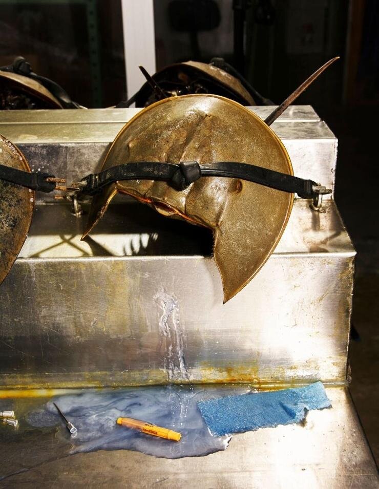 Их популяция катастрофически уменьшается