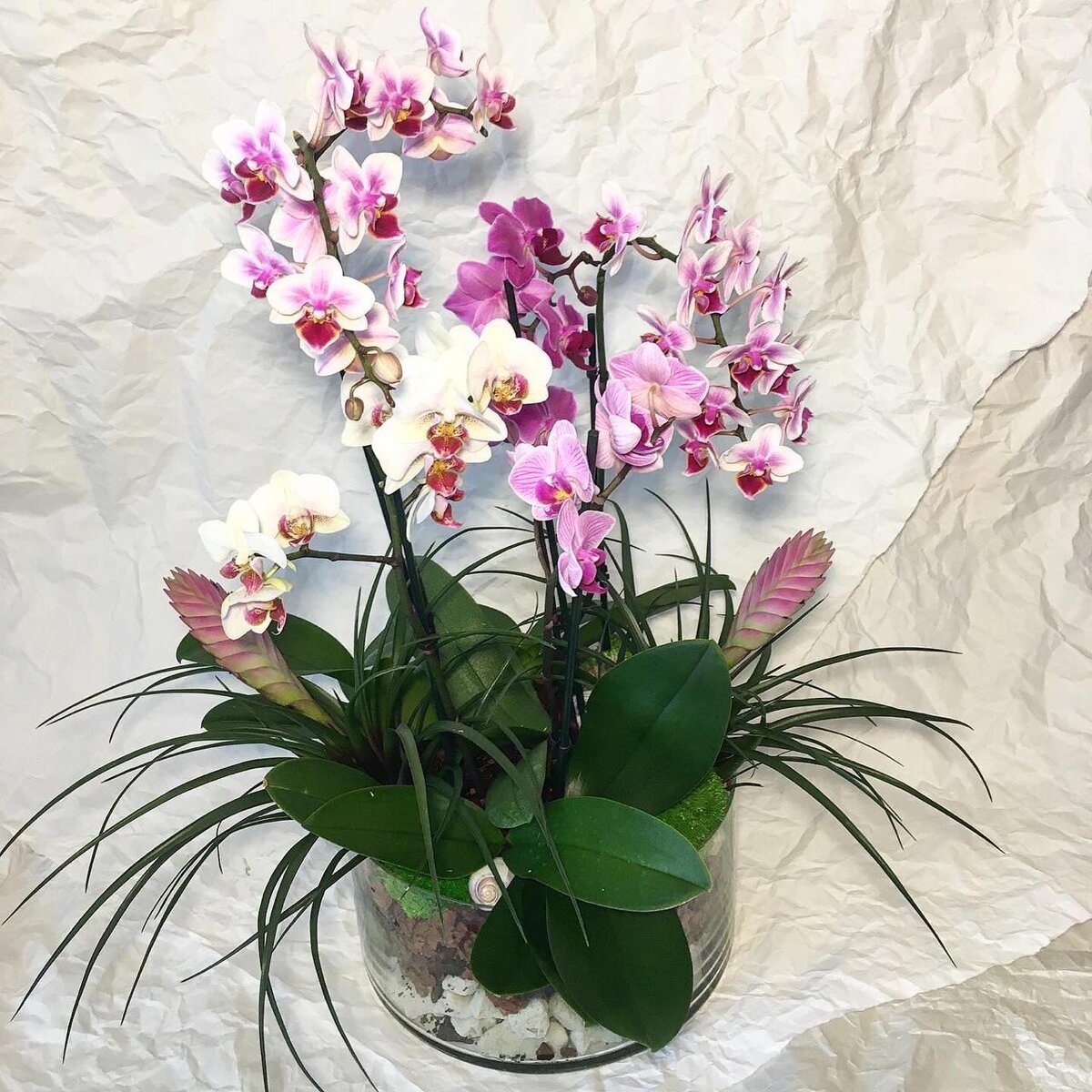 Орхидея с маленькими цветочками название
