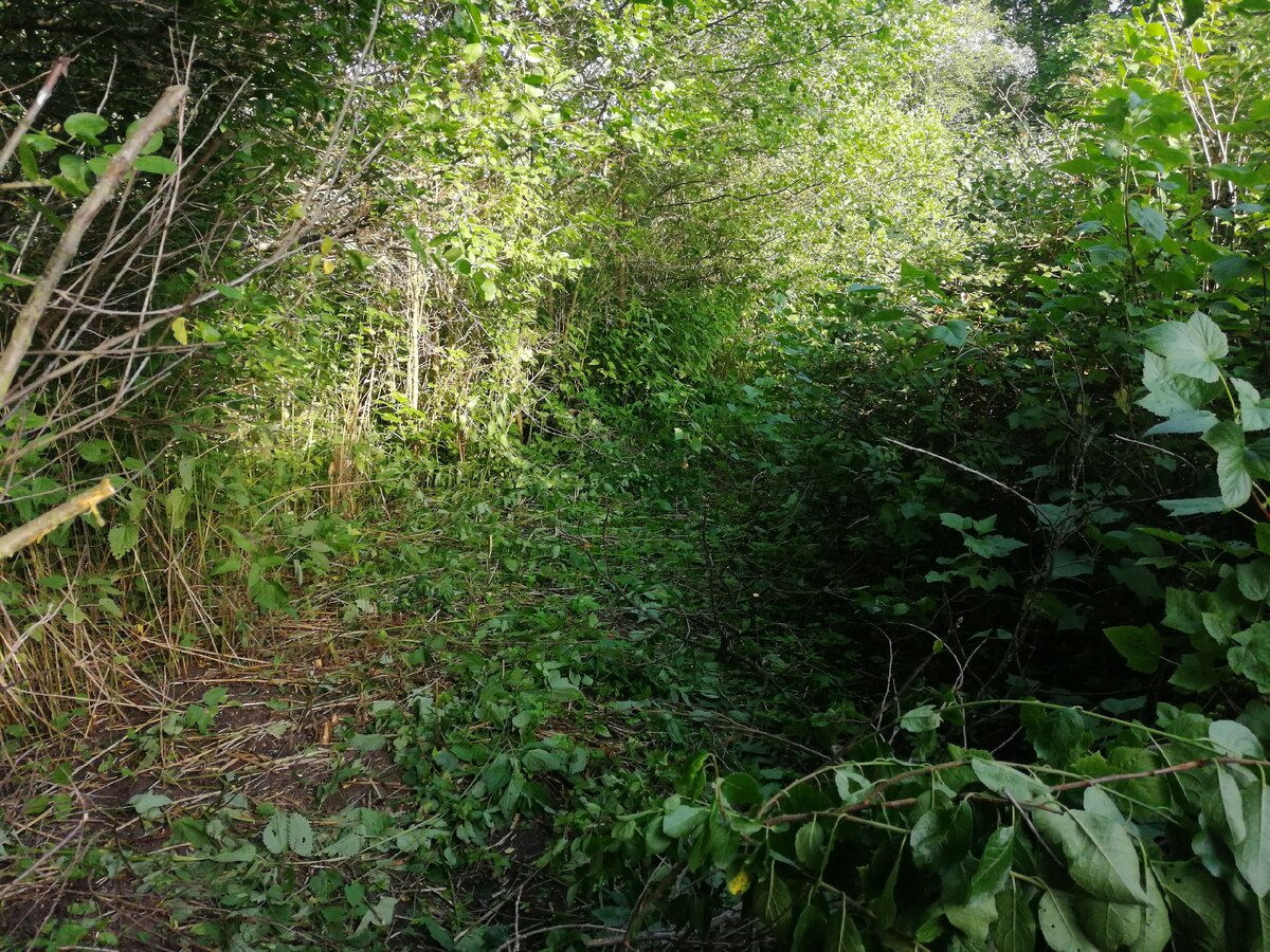 В процессе  работы. Этот проход я сделала, он был заросший полностью, а теперь его расширила. Листайте галерею.