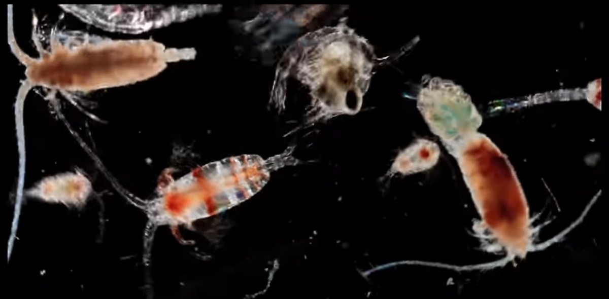 планктон, который кусается на Пхукете