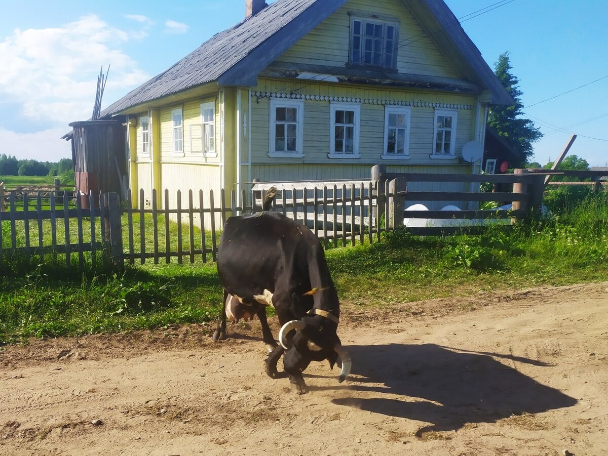 Вот тут видно пристроенный туалет, в который можно попасть из помещений.