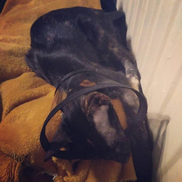 Мойра на больничном. Редкий момент затишья.