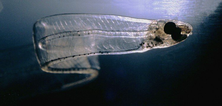 Wikimedia commons