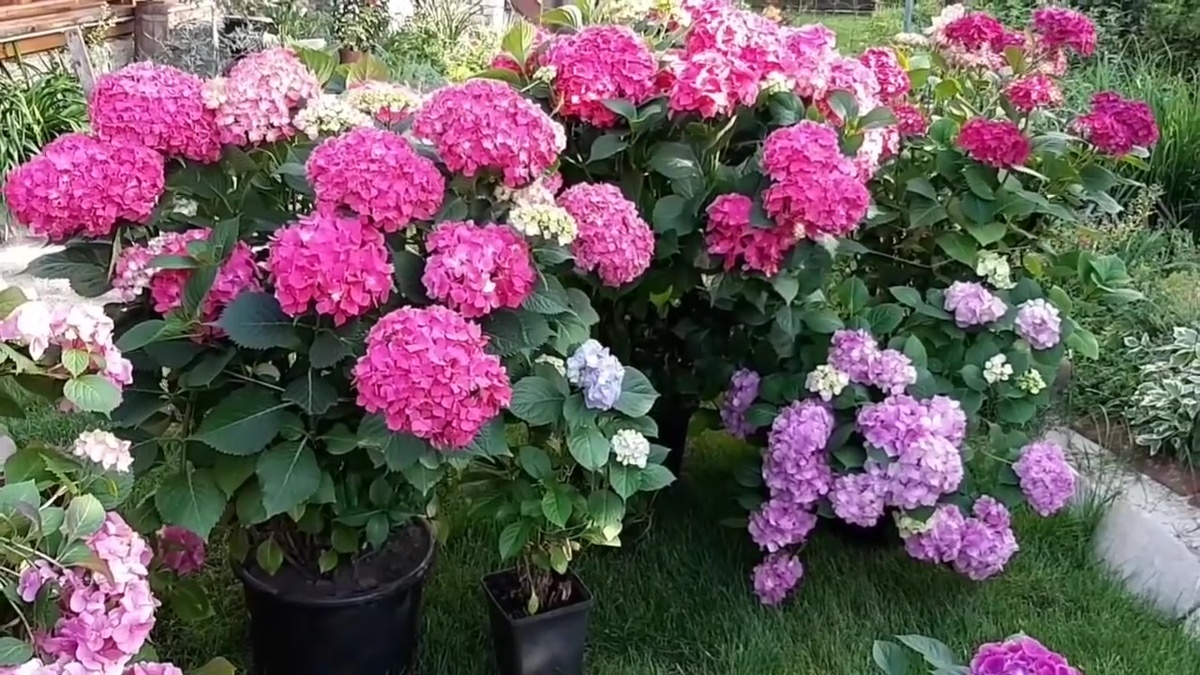 Гортензии в горшках