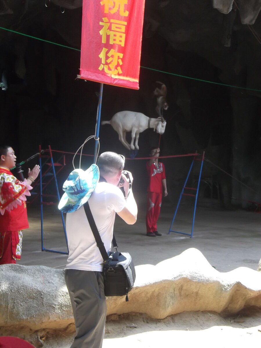 Коза на канате, а макака на козе делает стойку на передних лапах.