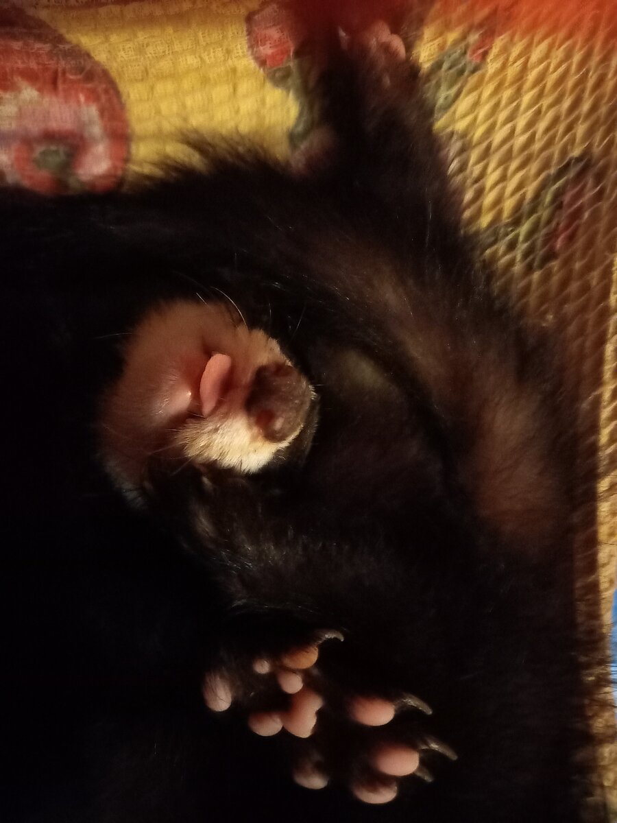 Дневной сон