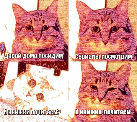 Мечта котиков.