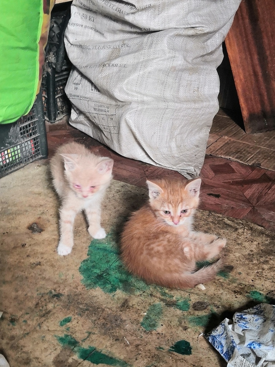 В таком состоянии были котята в первый день знакомства с ними.