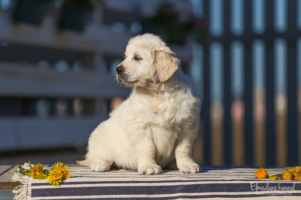 Щенок золотистого ретривера из нашего питомника.