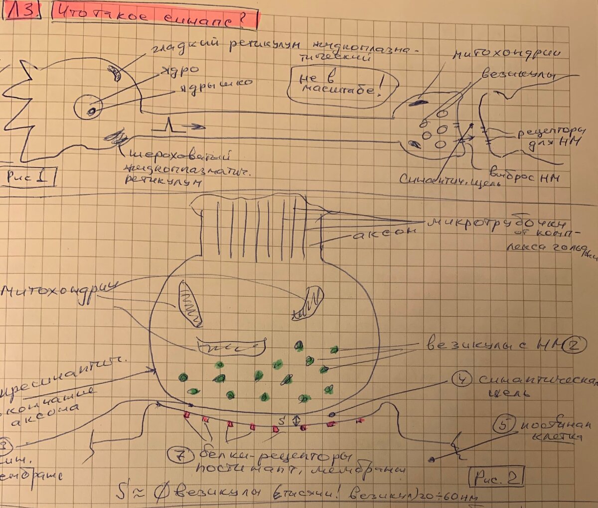 Рис.1. Опять прошу прощения за мои художества из конспекта лекций по биохимии мозга от проф. Дубынина. Зато здесь есть все:). Вверху схематично изображен нейрон с телом-сомой и хвостиком-аксоном. Пониже - крупным планом синапс: сверху в нем пресинапс с везикулами, заполненными нейромедиатором; снизу, за синаптической щелью, постсинапс, с рецепторами на нем.