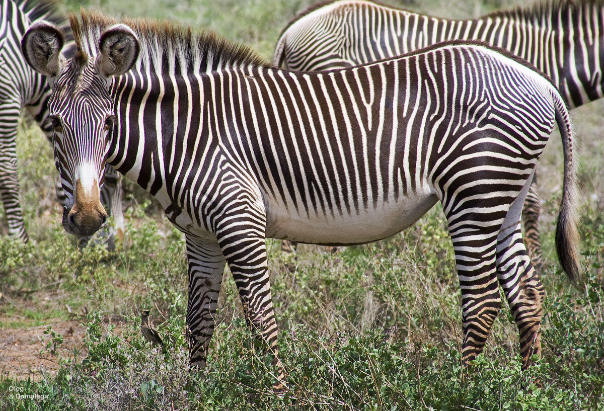 Зебра Греви. Национальный парк Самбуру, Кения