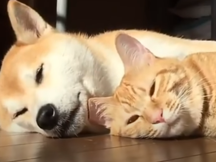 Дружба кошки и собаки