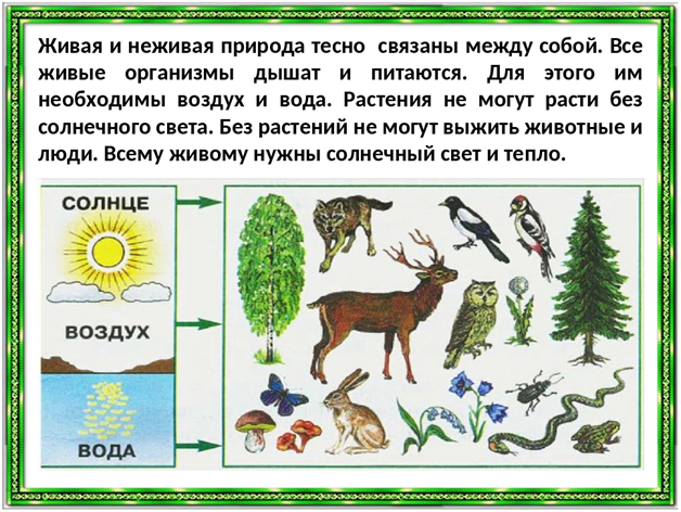 На рисунке изображены связи растения с окружающей средой какое общее свойство