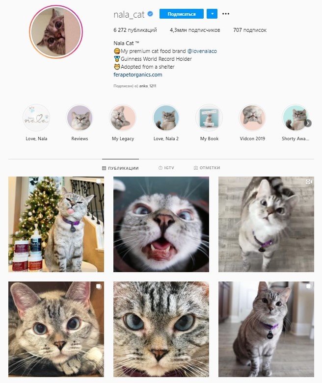 https://www.instagram.com/nala_cat/