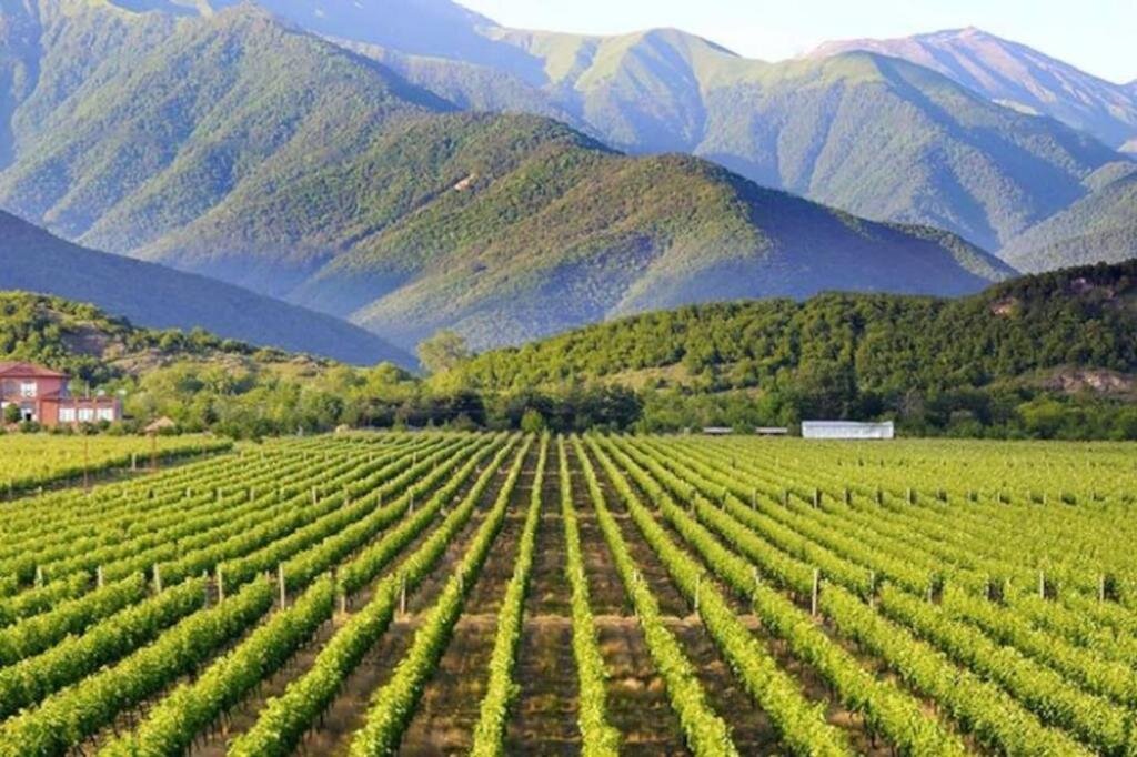 Виноградники винодельни Бадагони