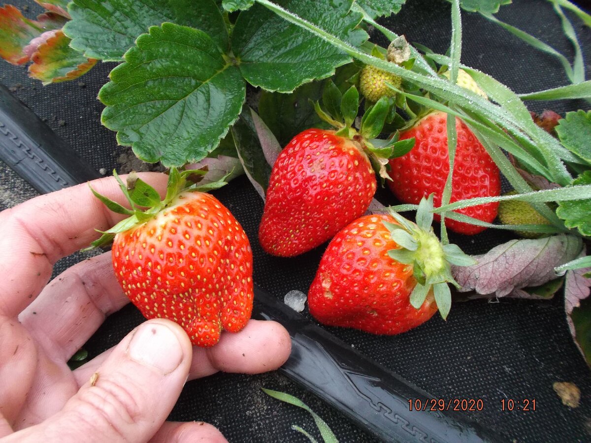 В руке ягода Мурано, а на кусту Кабрилло для сравнения