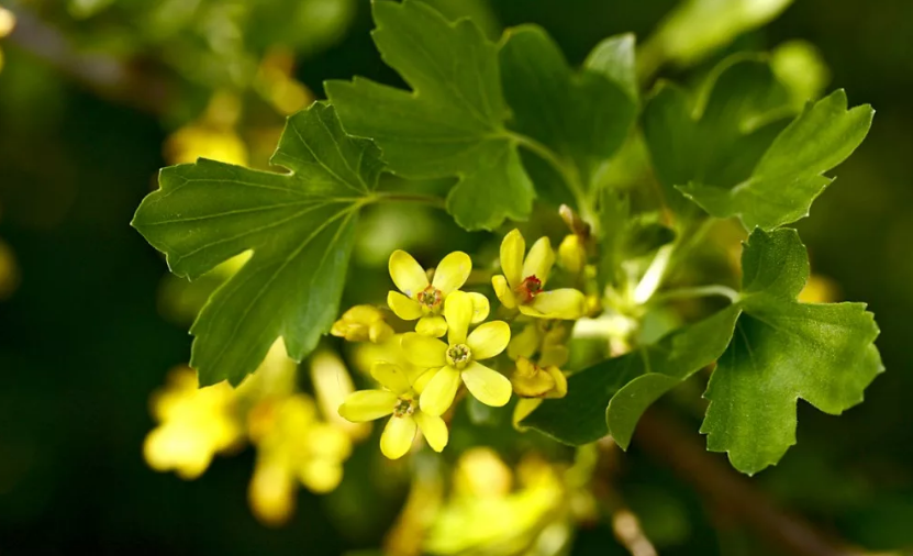 Смородина золотистая. Смородина золотистая (ribes Aureum). Сморо́дина золоти́стая ( ribes Aureum ). Смородина Альпийская Aureum. Смородина Альпийская золотистая Aureum.