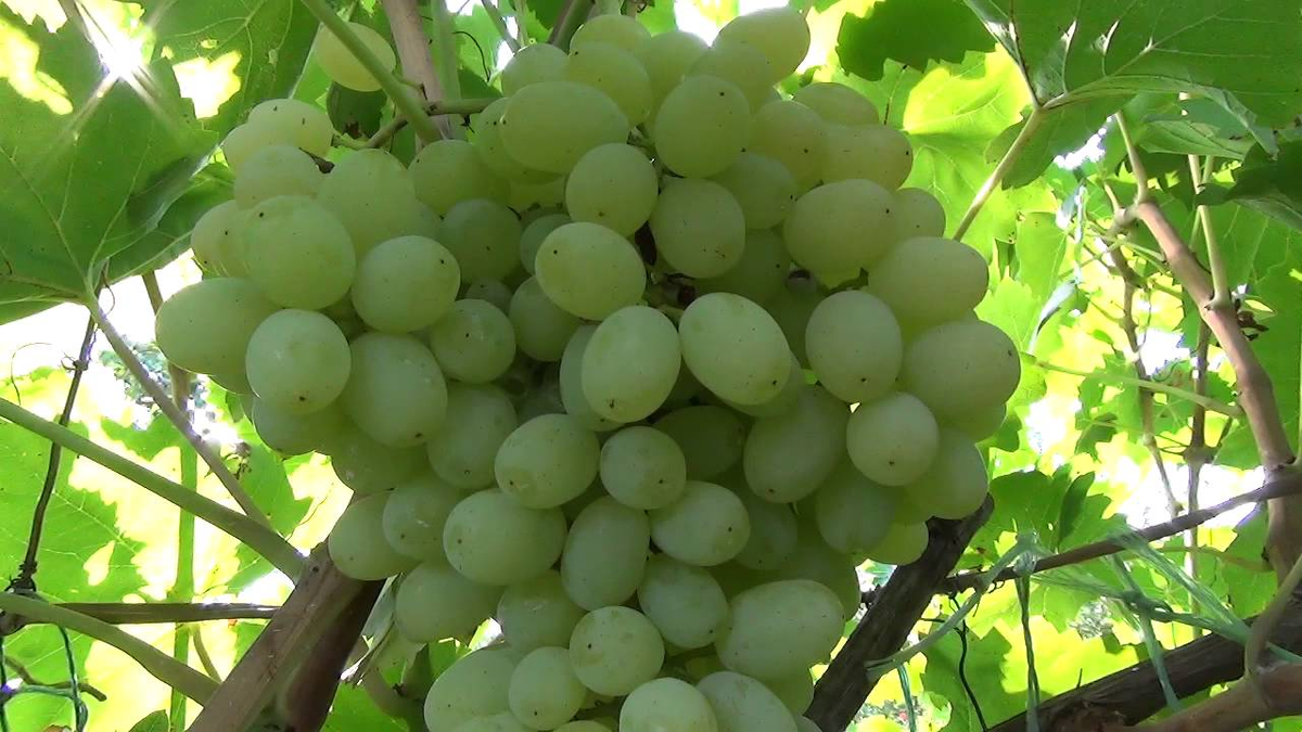 Вино из листьев винограда - основы приготовления
