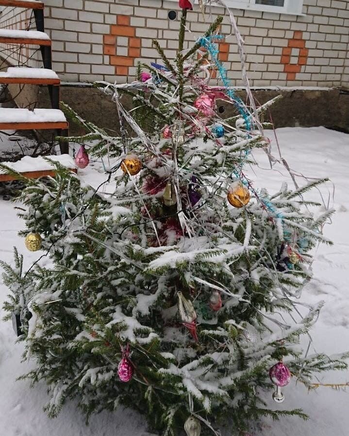 Ёлочка у моего крыльца. Припорошило слегка снежком. Ну, просто красавица!