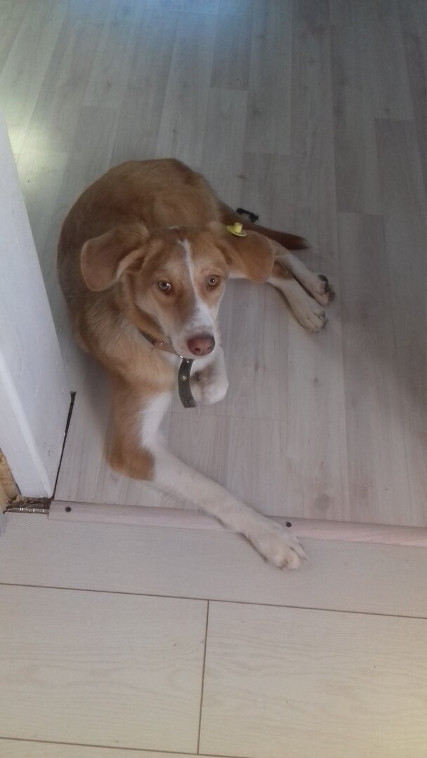 Такой Лорд сейчас. Ждет вкусняшек возле кухни.