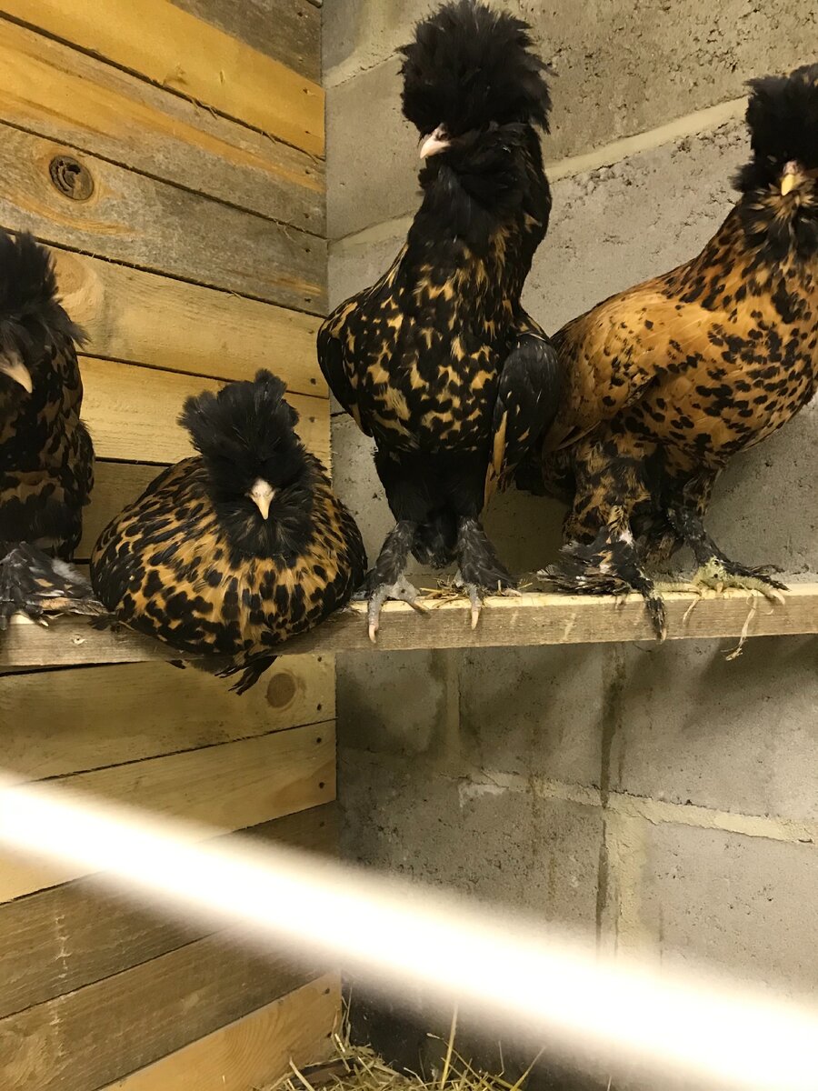 Павловское золото