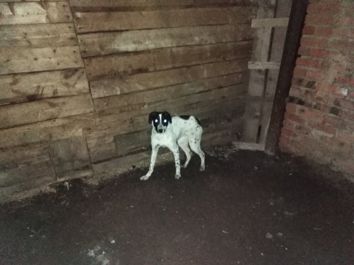 Испуганная Герда забилась в угол, когда увидела большого пса.  Фото автора.