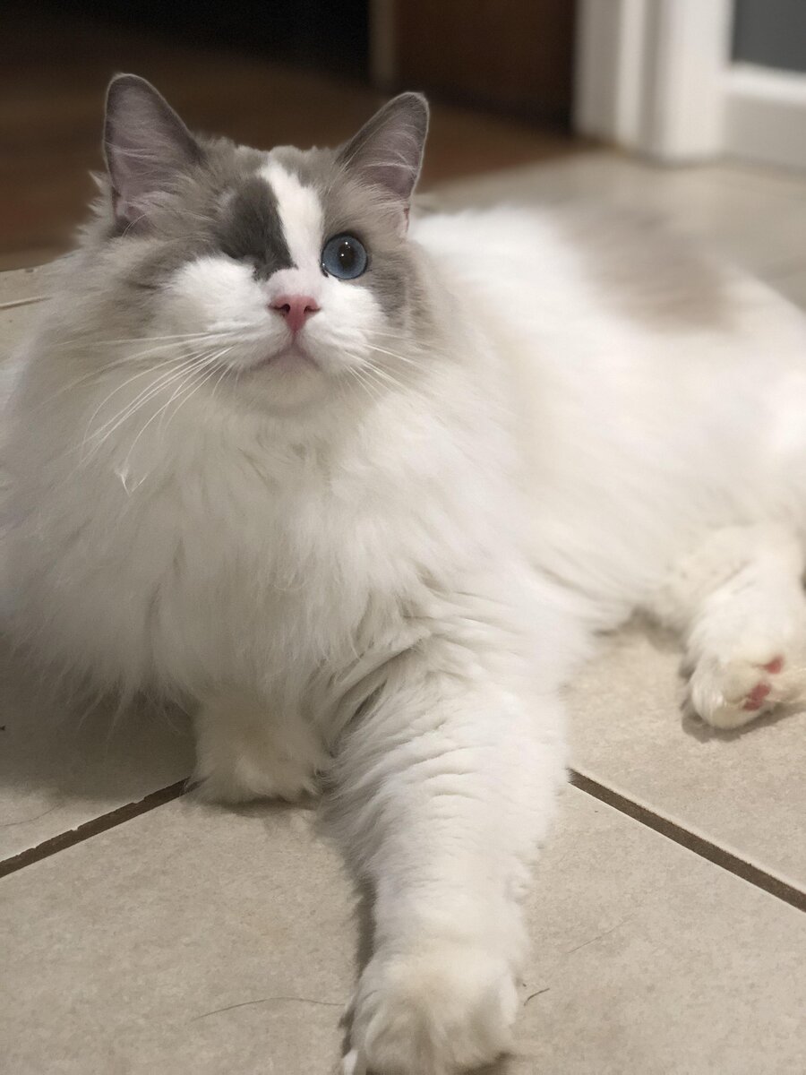 Один. Источник фото: https://pholder.com/u/Laynachu/