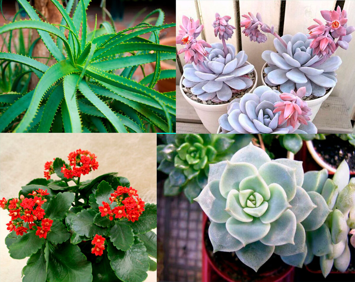 Вверху: алоэ, эчеверия. Внизу: граптоверия, каланхоэ.