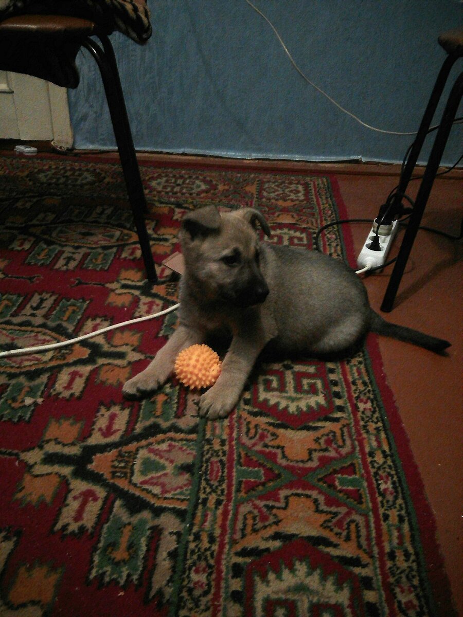 Маленький Лаки. 