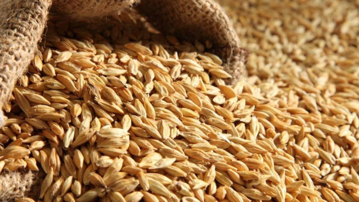 Фото:om-saratov.ru Влажность зерна – один из наиболее важных показателей качества. Чем выше содержание влаги в зерновой массе, тем меньше она содержит питательных веществ и тем быстрее портится.