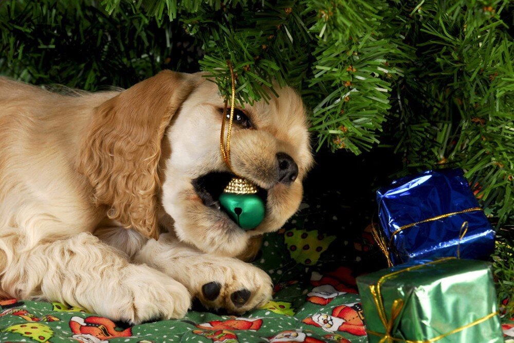 Источник фото яндекс картинки