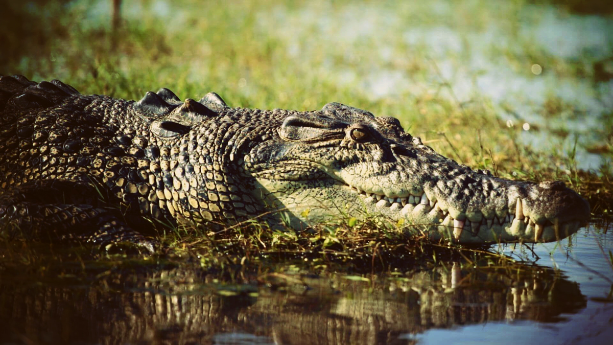 Гребнистый крокодил