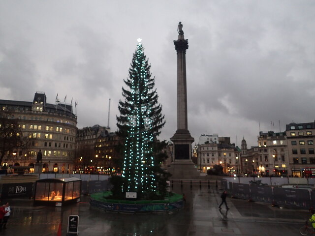 Каждый год, начиная с 1947, Осло дарит Лондону рождественскую ель, которую устанавливают на Трафальгарской площади, одной из главных площадей английской столицы. Считается, что это знак благодарности от норвежцев за помощь Великобритании во время Второй мировой войны. Но обратимся к написанному выше: в Англии – в отличие от Норвегии – ель в дикой природе не растёт! И если бы не сложности поиска ели в Великобритании (и не любой, а высокой, да ещё и с благородной кроной) , стали бы англичане принимать такой подарок от норвежцев?