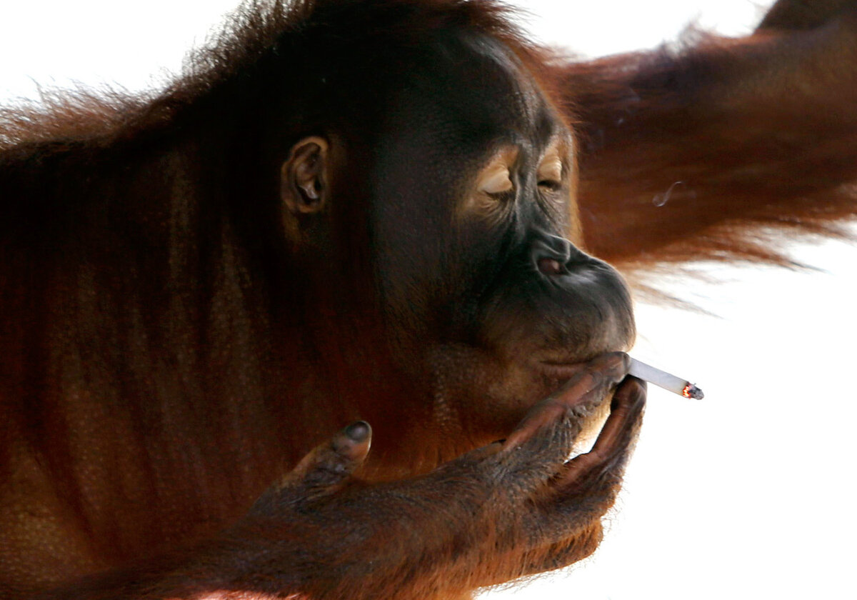 Орангутан курит