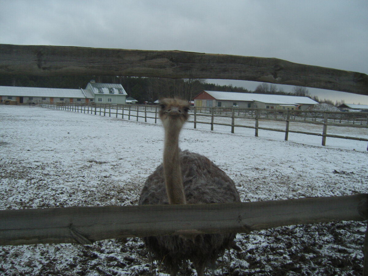 вот такой милый страус!