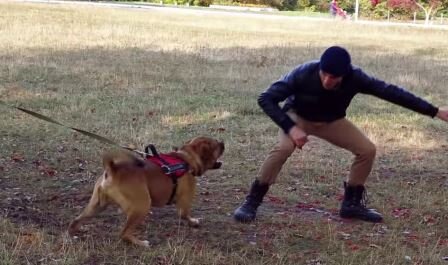 Тренировка с собакой породы Ка-де-бо