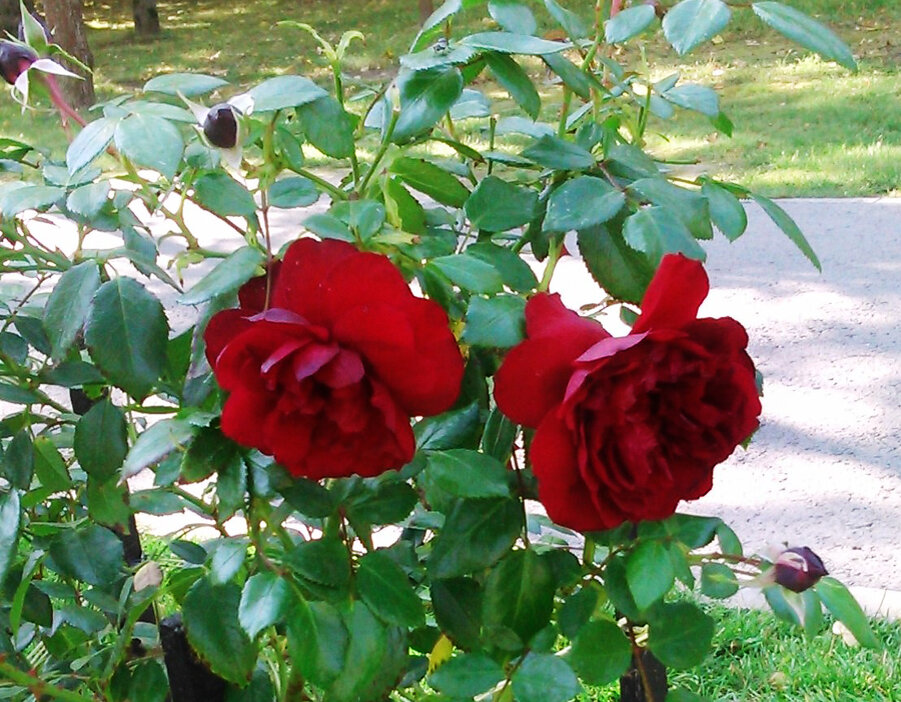 Розы - символы любви.