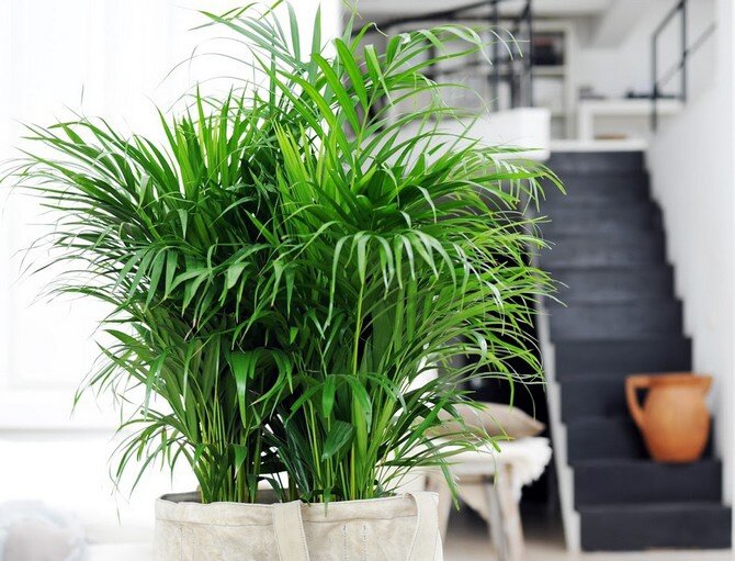 Уход в домашних условиях за пальмой Ховея: выращиваем здоровую пальму