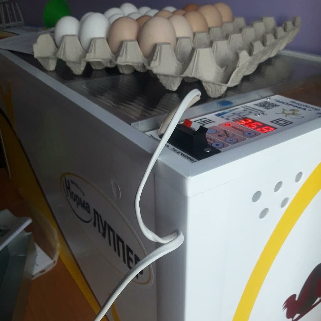 Инкубатор Блиц Норма Луппер на 72 куриных яйца