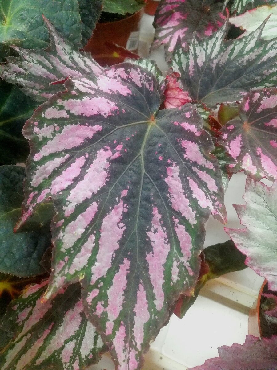 На такую красавицу не хватило денег 