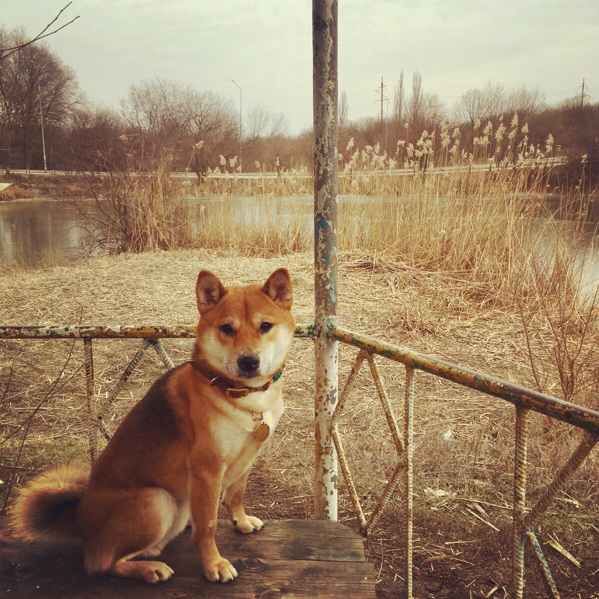 Тимо уверяет вас, что кобели сибы - серьезные парни